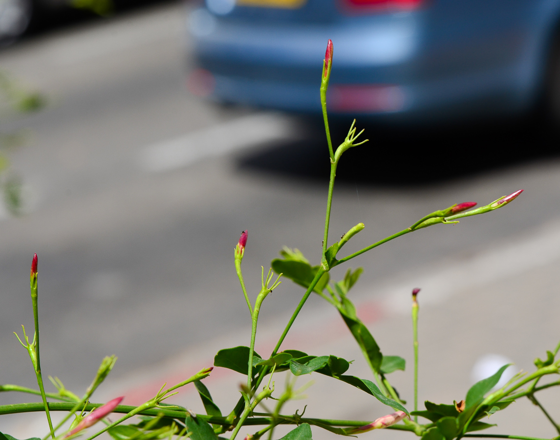 Изображение особи Jasminum polyanthum.