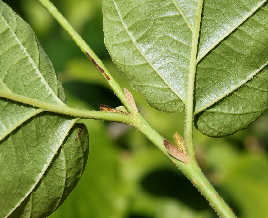 Image of Hamamelis virginiana specimen.