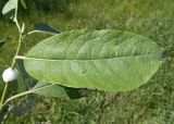 Salix caprea. Часть побега с листом и гнездом пенницы. Московская обл., Лотошинский р-н, окр. дер. Савостино. 11.06.2013.