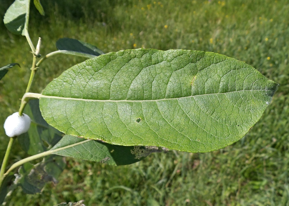 Изображение особи Salix caprea.