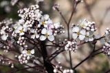 Stroganowia paniculata. Часть соцветия с цветками и бутонами. Узбекистан, Ташкентская обл., зап. отроги Чаткальского хр., гора Малый Чимган. 13.06.2013.