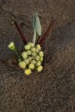 Petasites spurius