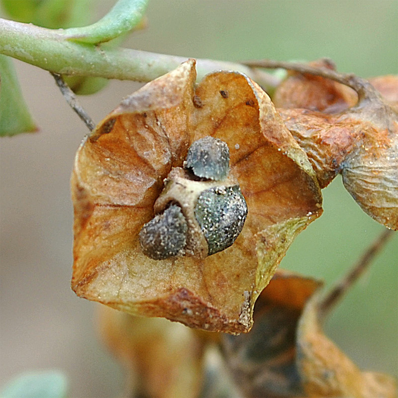 Изображение особи Suchtelenia calycina.