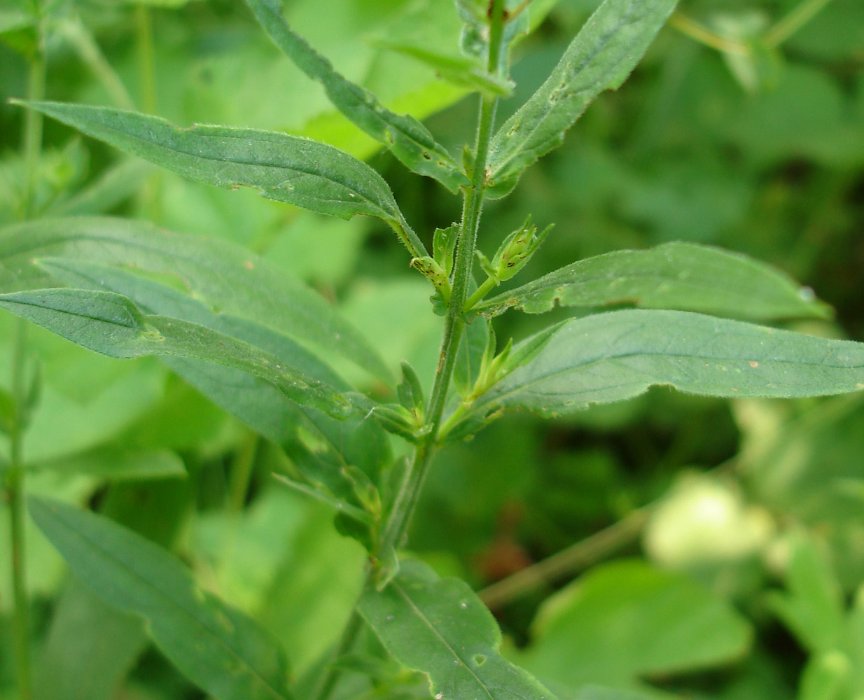 Image of Lythrum salicaria specimen.