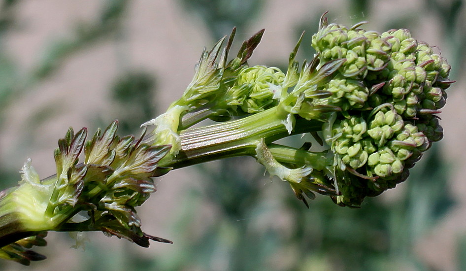 Image of genus Thalictrum specimen.