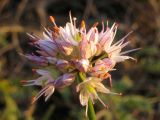 Allium psebaicum