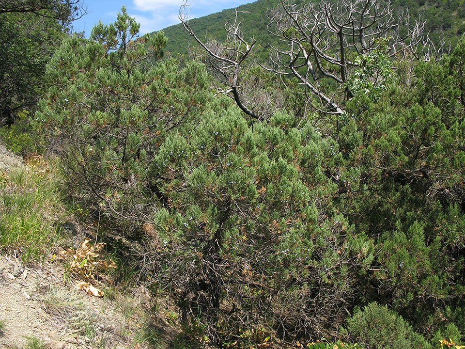 Image of Juniperus excelsa specimen.