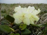 Rhododendron aureum. Цветущее растение. Курильские о-ва, о. Шикотан, склон горы Плоская. 11.06.2013.