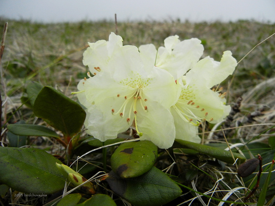 Изображение особи Rhododendron aureum.