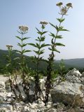 Eupatorium cannabinum