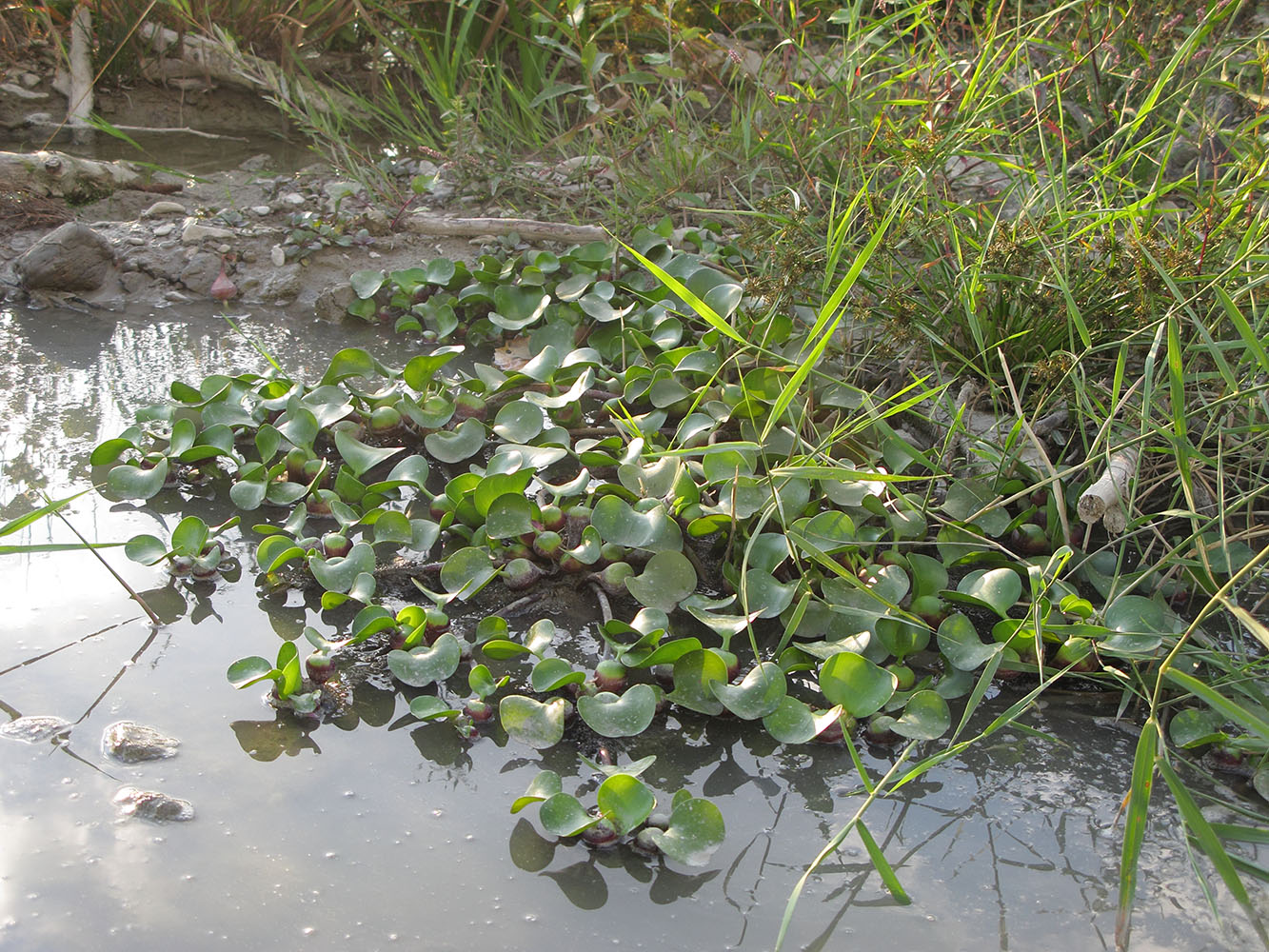 Image of Eichhornia crassipes specimen.