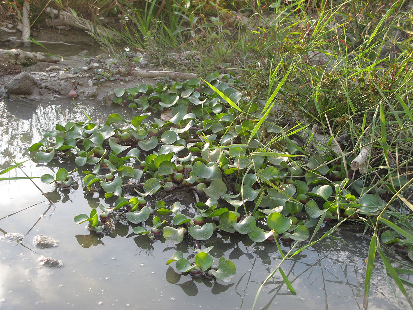 Изображение особи Eichhornia crassipes.