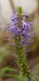 Veronica spuria