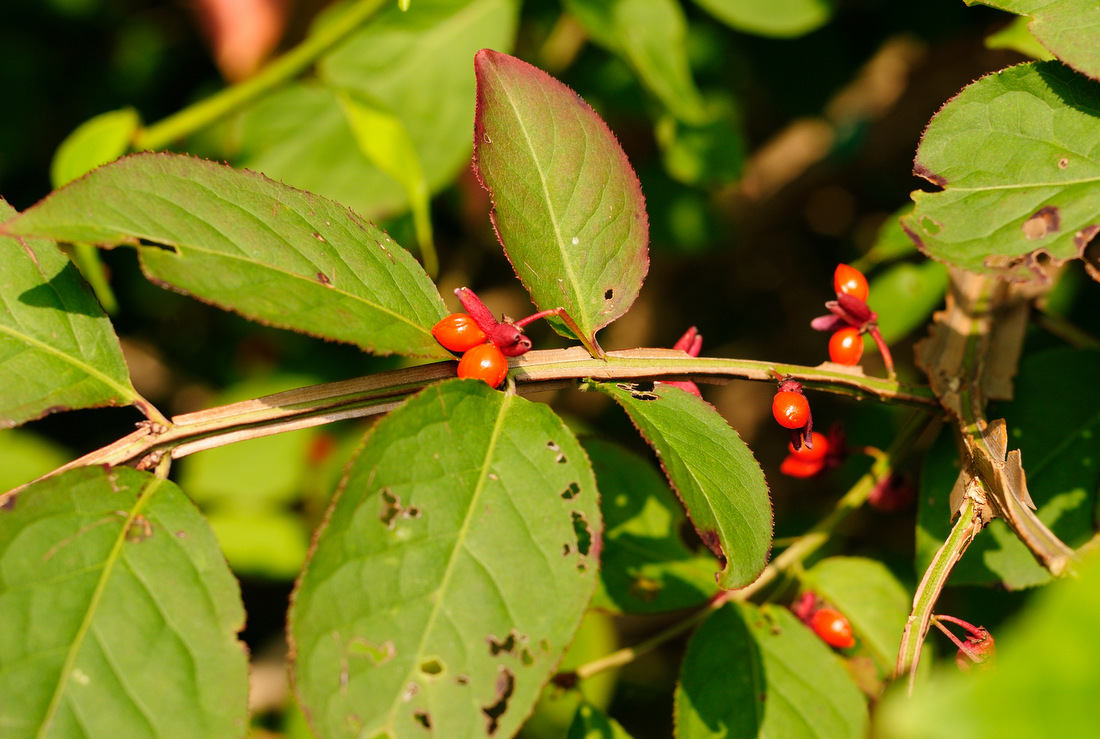 Image of Euonymus sacrosanctus specimen.