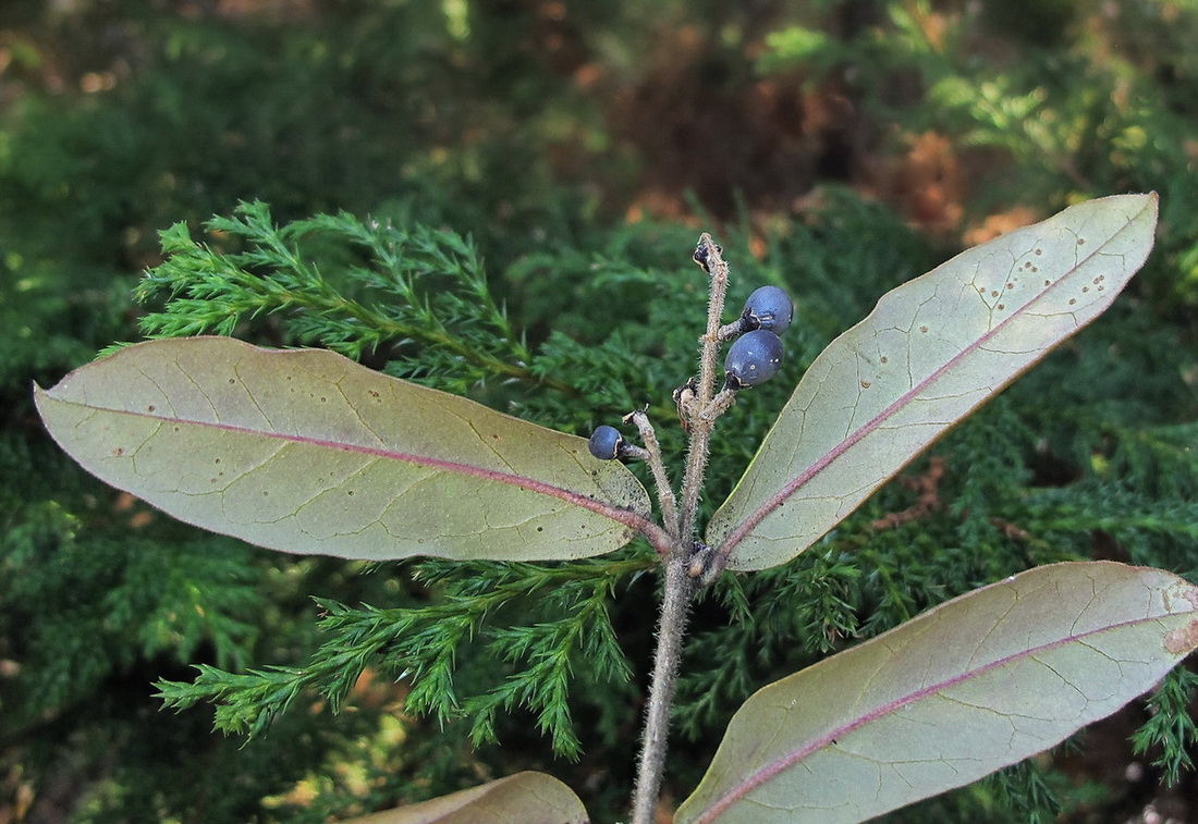 Изображение особи Ligustrum yezoense.