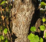 Corylus colurna