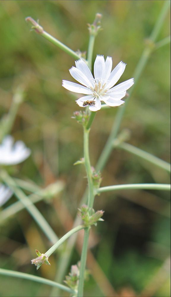 Image of Cichorium intybus specimen.