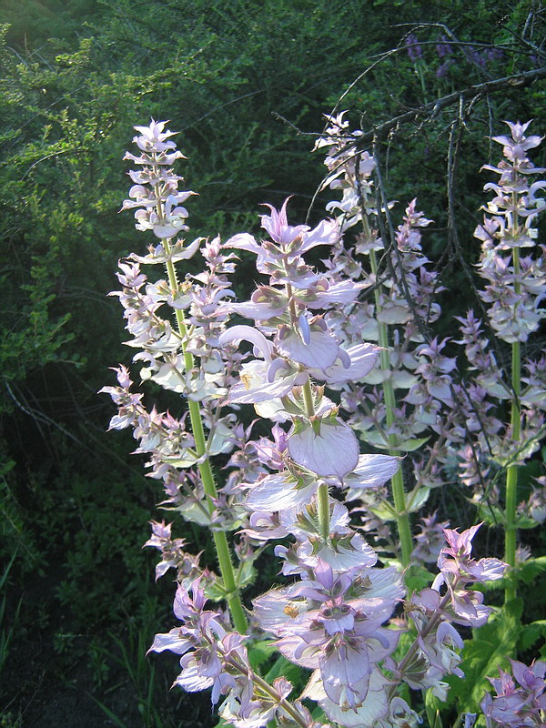 Изображение особи Salvia sclarea.