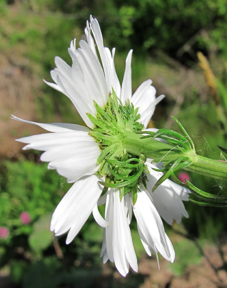 Image of Tripleurospermum inodorum specimen.