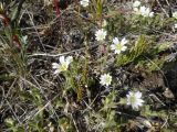 Cerastium beeringianum. Цветущие растения. Чукотский автономный округ, Анадырский р-н, окр. пос. Угольные Копи. 14 июня 2013 г.