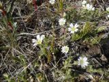 Cerastium beeringianum