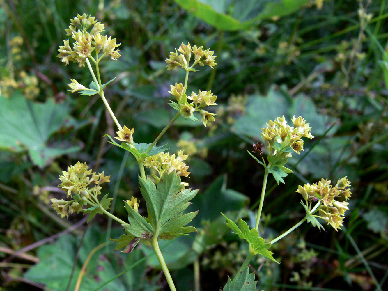 Изображение особи Alchemilla pycnoloba.