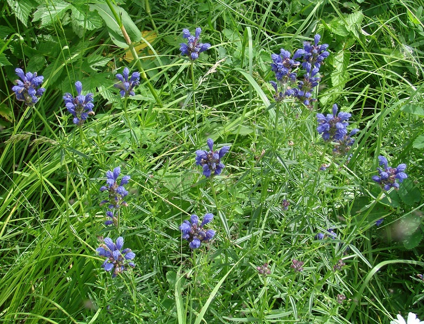 Image of Dracocephalum ruyschiana specimen.