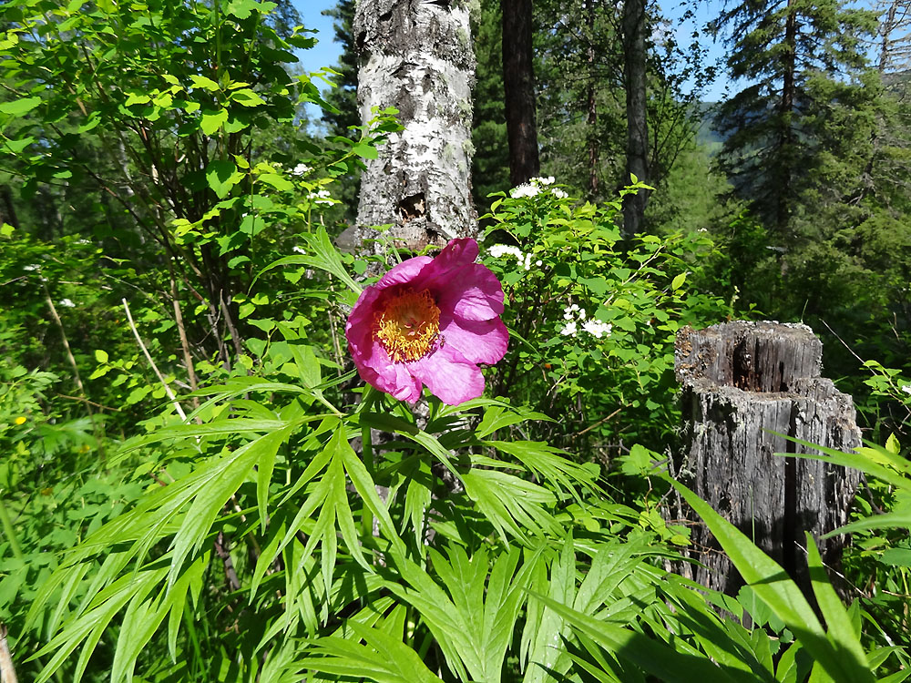 Image of Paeonia anomala specimen.