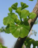 Ginkgo biloba. Молодой побег. Украина, г. Запорожье, Запорожский детский ботанический сад. 27.04.2013.