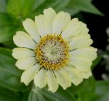 Zinnia elegans