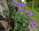 Oxytropis setosa