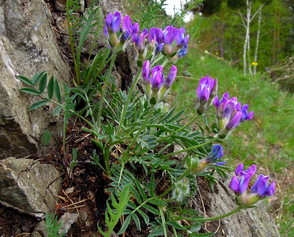 Изображение особи Oxytropis setosa.