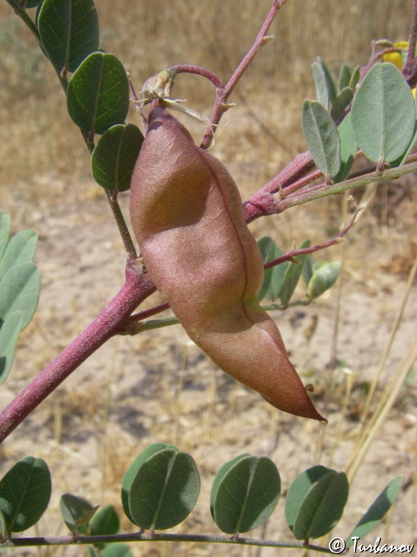 Image of Colutea cilicica specimen.