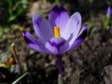 Crocus heuffelianus