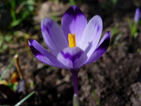 Изображение особи Crocus heuffelianus.