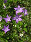 Campanula wolgensis