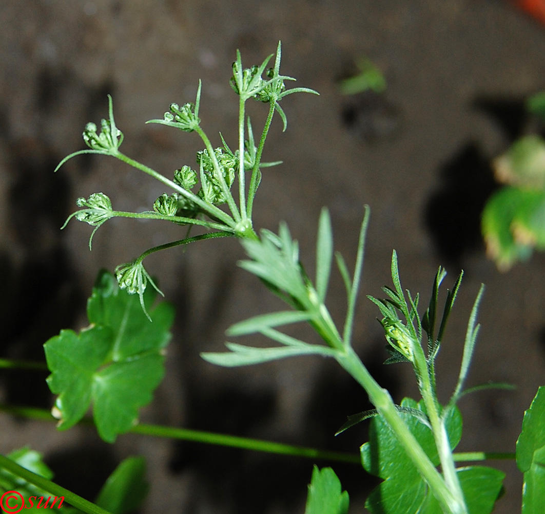 Изображение особи Pimpinella anisum.