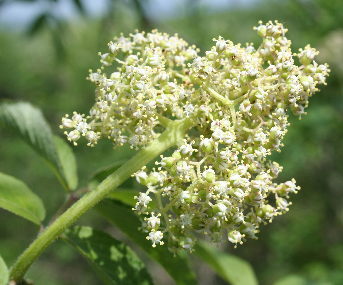 Image of Sambucus sibirica specimen.