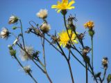 genus Picris