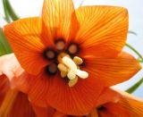 Fritillaria imperialis