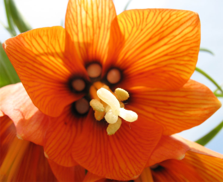 Изображение особи Fritillaria imperialis.