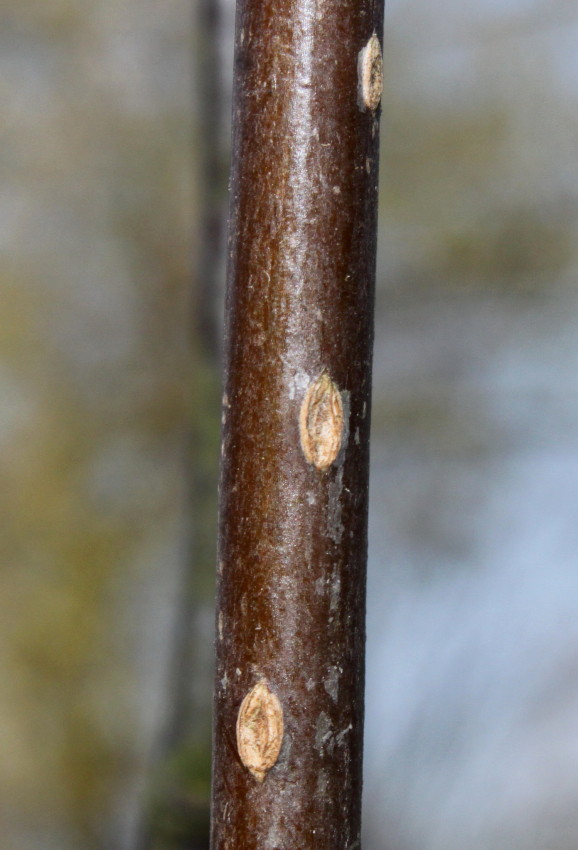 Image of Sorbus koehneana specimen.