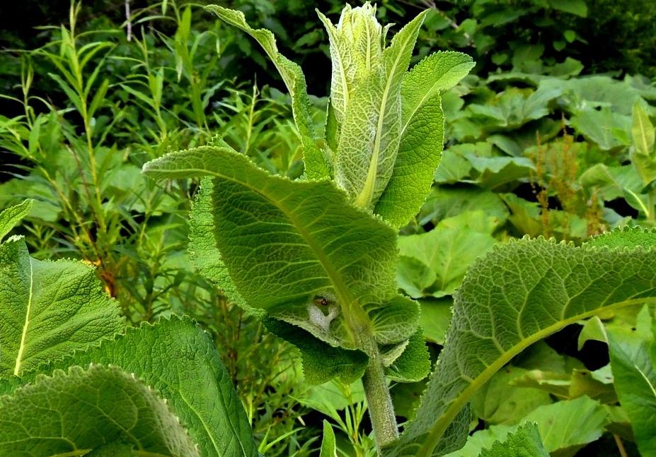 Image of Inula helenium specimen.