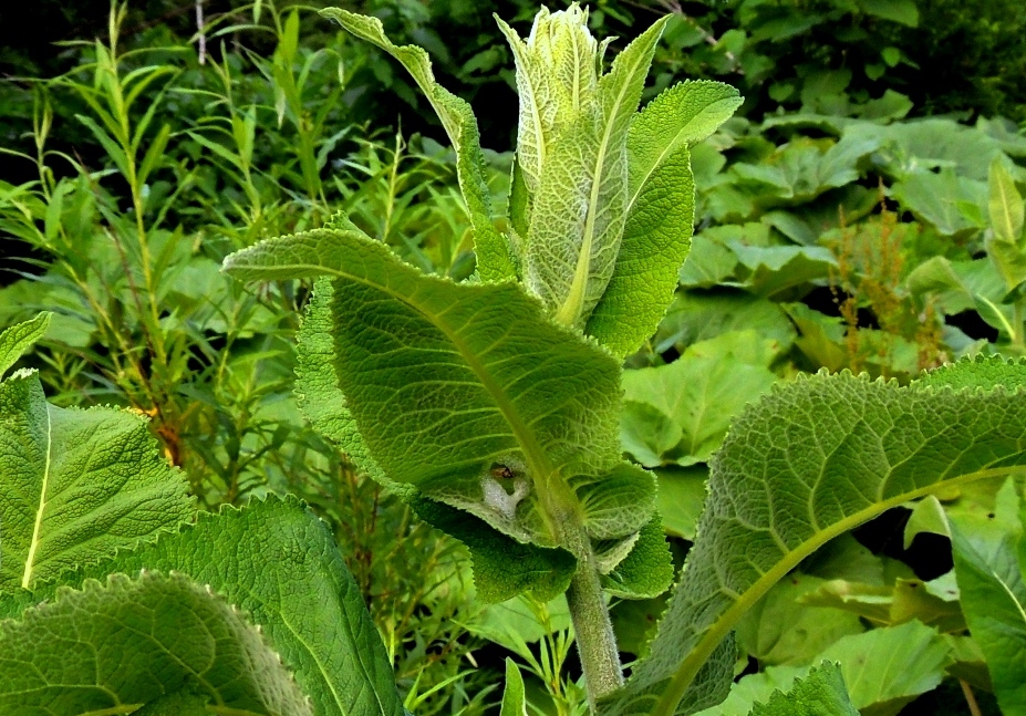 Изображение особи Inula helenium.