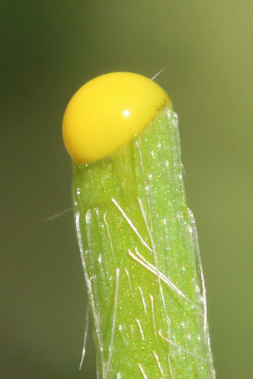 Image of genus Papaver specimen.