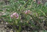 Astragalus oxyglottis