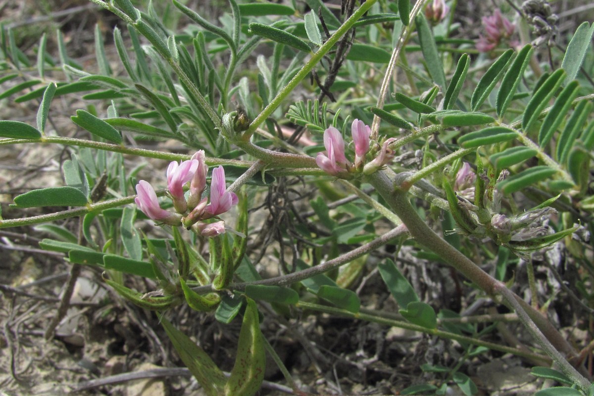 Image of Astragalus oxyglottis specimen.