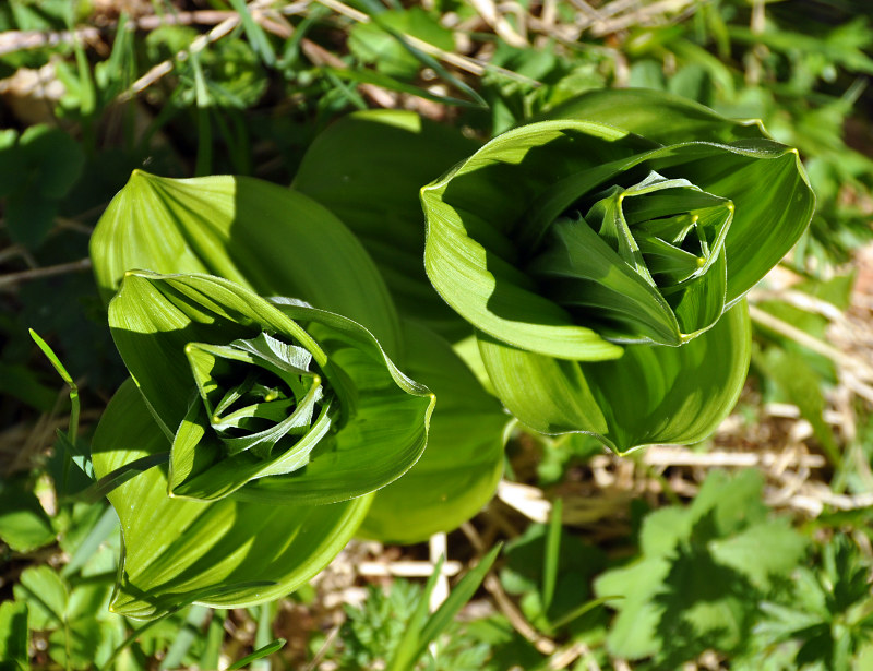 Изображение особи Veratrum lobelianum.