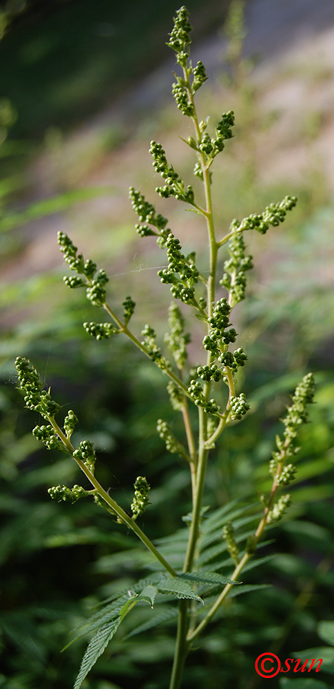 Image of Sorbaria sorbifolia specimen.