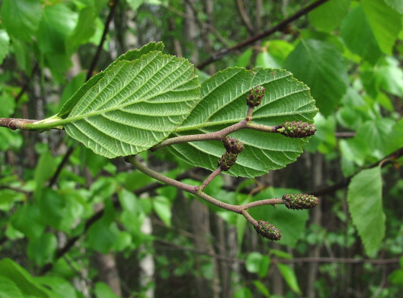 Изображение особи Alnus glutinosa.